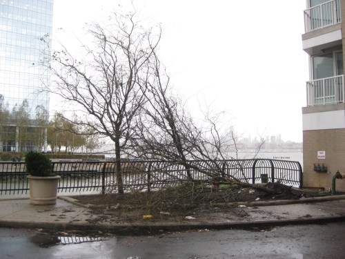 Fallen trees after Hurricane Sandy