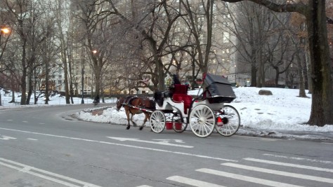Horse Central Park